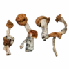 Golden Teacher Magic Mushrooms