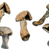 Penis Envy Magic Mushrooms