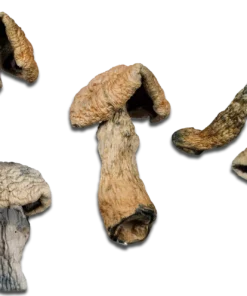 Penis Envy Magic Mushrooms