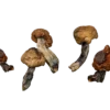 Blue Meanies (Live Psilocybin)
