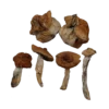 B+ Mushrooms