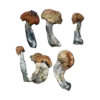 Tidal Wave Magic Mushrooms