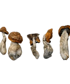 McKilla Gorilla Magic Mushrooms