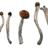 Vietnamese Magic Mushrooms