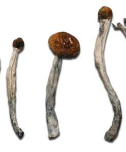 Vietnamese Magic Mushrooms