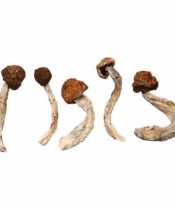 Cambodian Magic Mushrooms