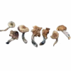 Malaysian – Magic Mushrooms