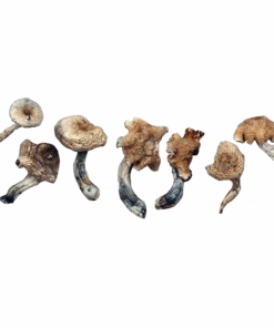 Malaysian – Magic Mushrooms